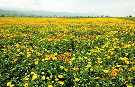 新疆唐布拉花海