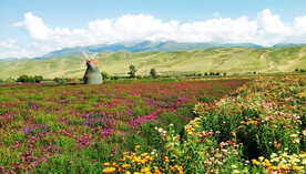 新疆唐布拉花海