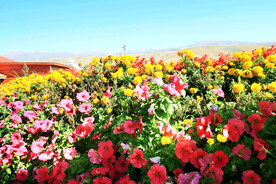 新疆唐布拉花海