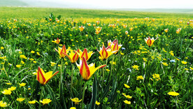 新疆唐布拉花海