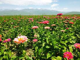 新疆唐布拉花海