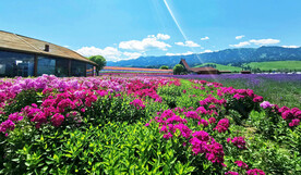 新疆唐布拉花海