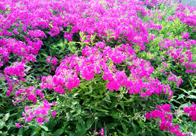 新疆唐布拉花海