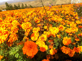 新疆唐布拉花海