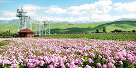 新疆唐布拉花海