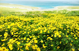 新疆唐布拉花海