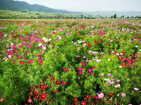 新疆唐布拉花海