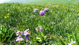 新疆唐布拉花海