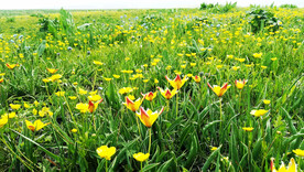 新疆唐布拉花海