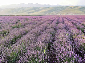 新疆唐布拉花海