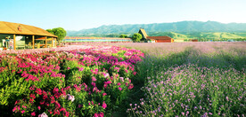 新疆唐布拉花海