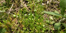 漆姑草绿色植物图片