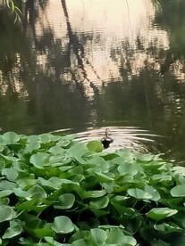 风景 湖畔风光 鸳鸯戏水