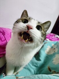 猫-骂骂咧咧