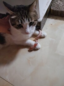 猫-我错了，下次还敢