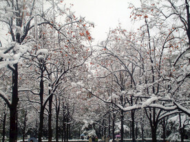 北理工（中心花园-冬季雪景-1