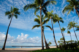 夏威夷椰树图片