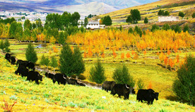 四川稻城亚丁风光