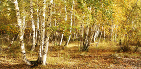 新疆阿勒泰风光