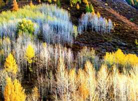 新疆阿勒泰风光