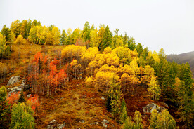 新疆阿勒泰风光