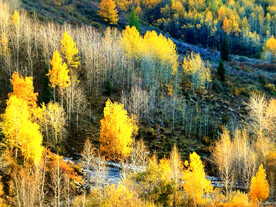 新疆阿勒泰风光