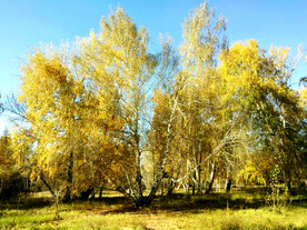 新疆阿勒泰风光