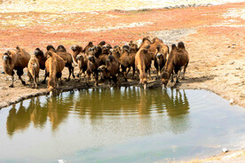 新疆阿勒泰秋天