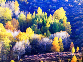 新疆阿勒泰风光