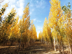 新疆阿勒泰风光