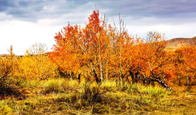 新疆阿勒泰风光