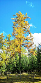 新疆阿勒泰风光