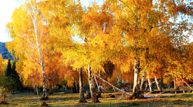 新疆阿勒泰风光