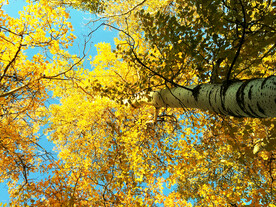 新疆阿勒泰风光