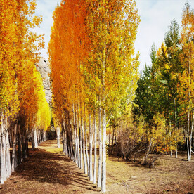 新疆阿勒泰风光