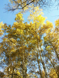 新疆阿勒泰风光