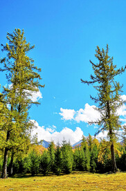 新疆阿勒泰风光