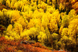 新疆阿勒泰风光