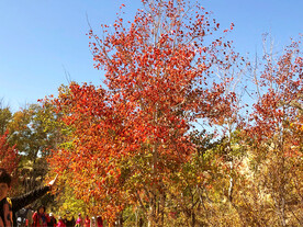 新疆阿勒泰风光