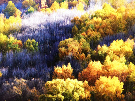 新疆阿勒泰风光