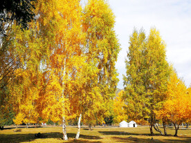 新疆阿勒泰风光