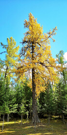 新疆阿勒泰风光