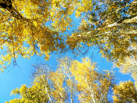 新疆阿勒泰风光