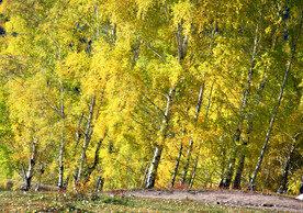 新疆阿勒泰风光