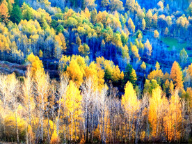 新疆阿勒泰风光