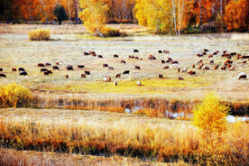 新疆阿勒泰风光