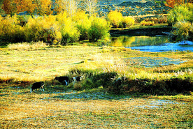新疆阿勒泰风光