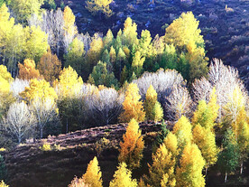 新疆阿勒泰风光