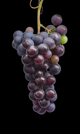 葡萄 免抠素材图片