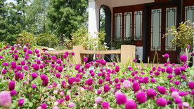 开满鲜花的小院